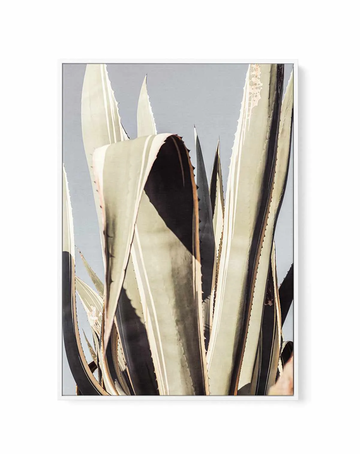 Agave 001 By Studio III | Framed Canvas Art Print