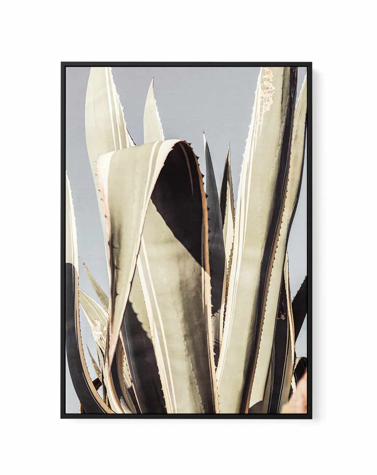 Agave 001 By Studio III | Framed Canvas Art Print