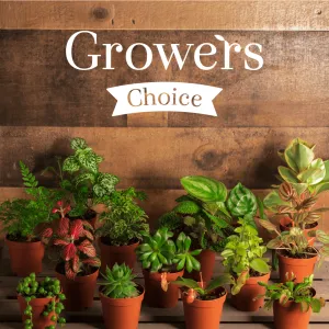 Growers Choice Mystery Nursery Plant